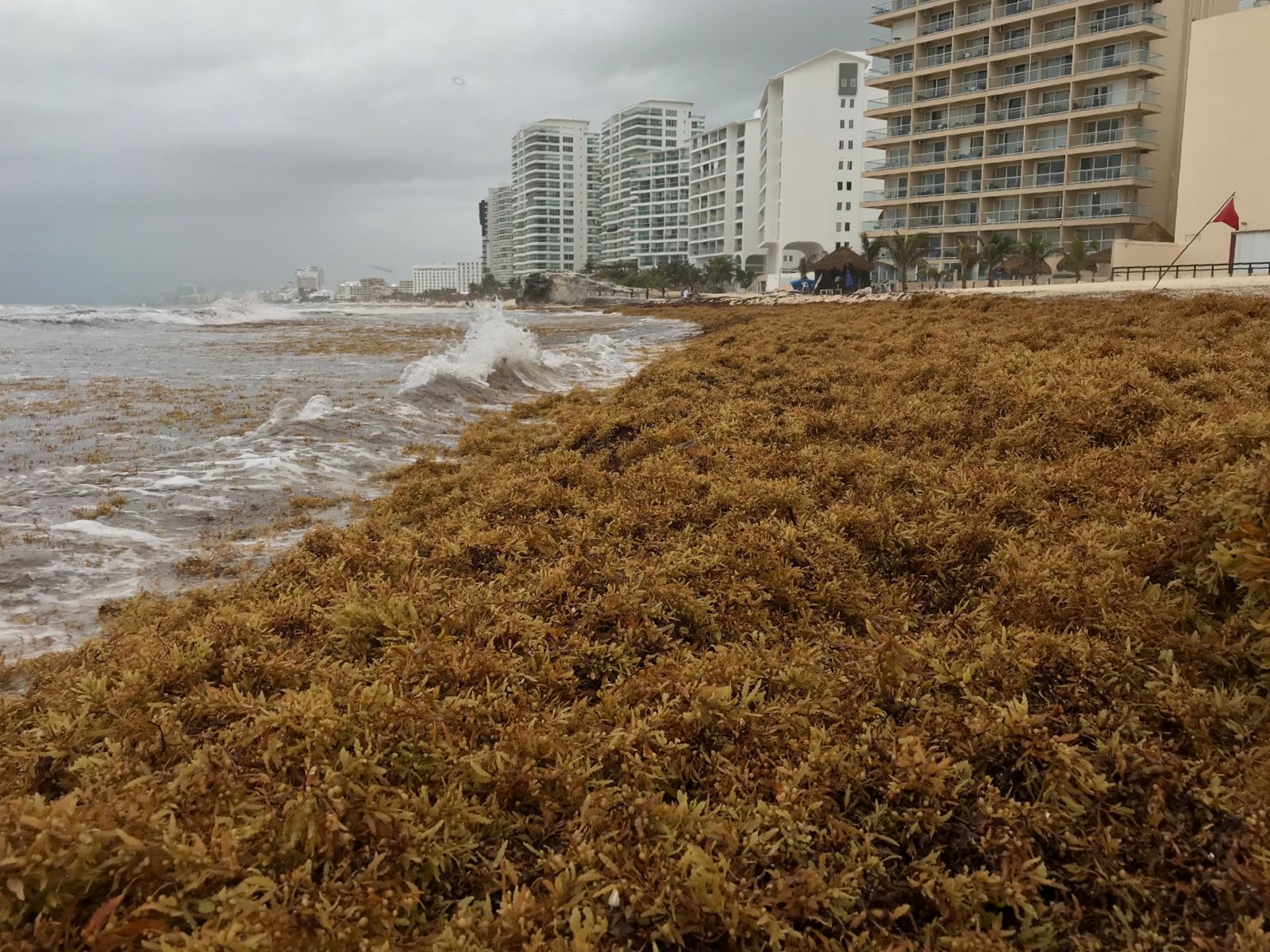 Recale masivo de sargazo 'inunda' las playas de Cancún: VIDEO