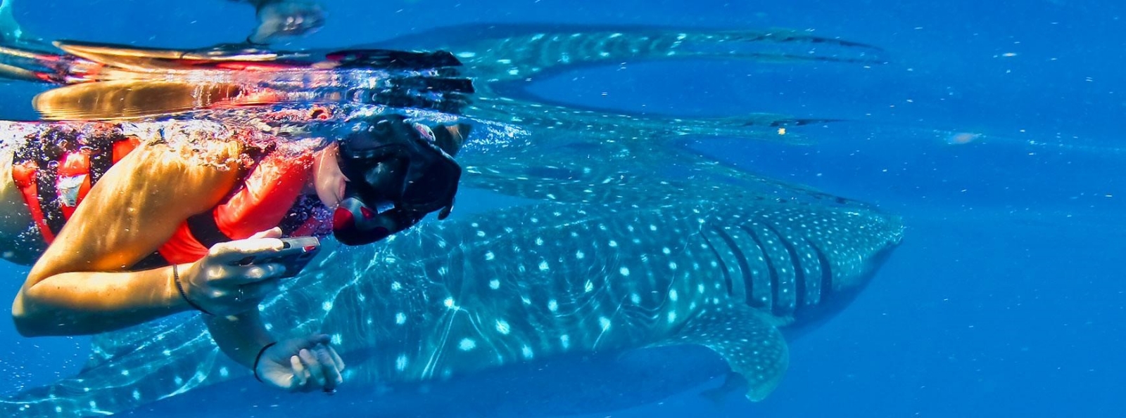 Tiburón ballena se aleja de las costas de Quintana Roo