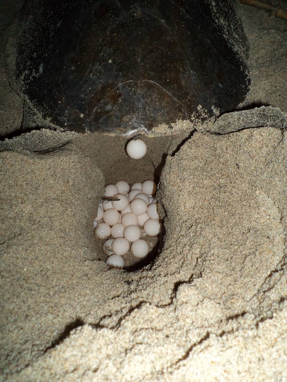 Lluvias en Cozumel amenazan a 322 nidos de tortugas marinas