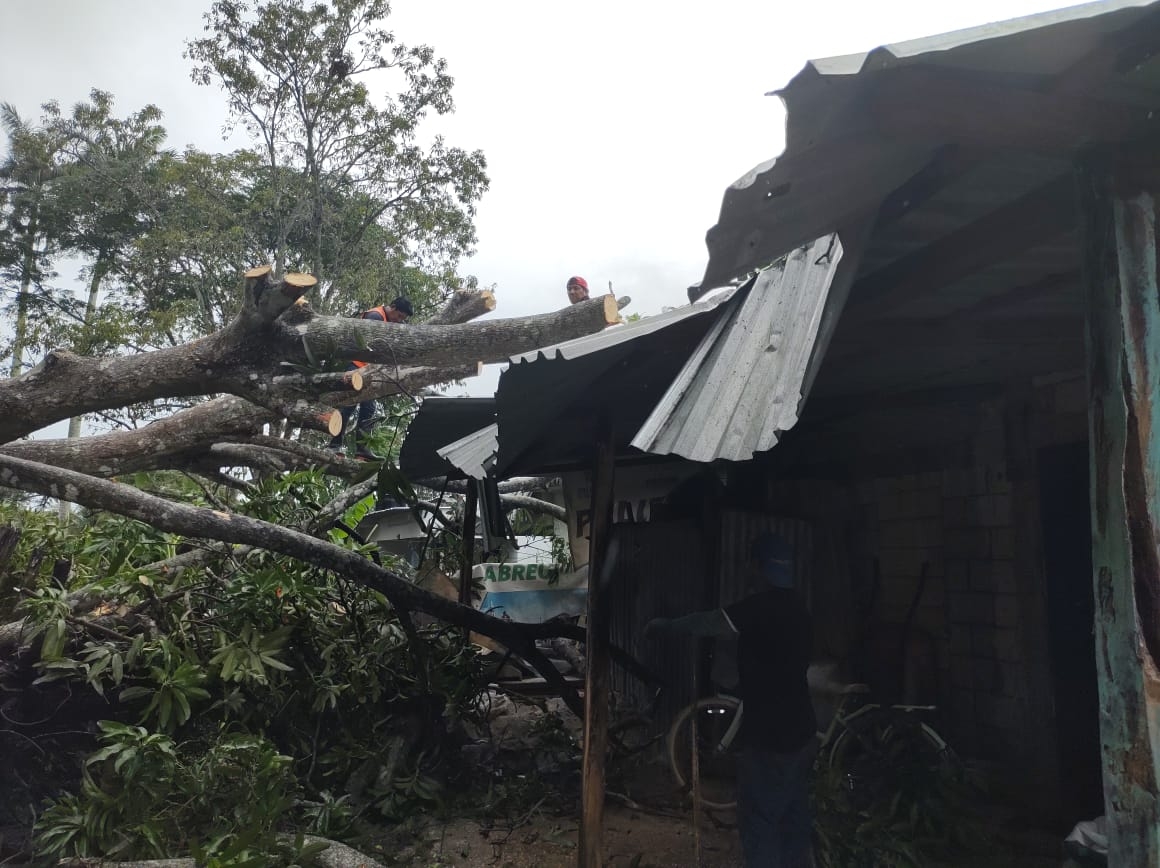 Caída de un árbol destruye dos casas en La Reveza, Palizada