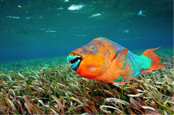 Pez Loro, especie en peligro de extinción que salva los arrecifes del Caribe Mexicano