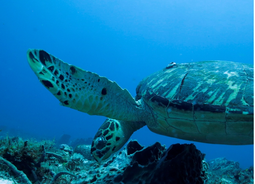 Día Mundial de las Tortugas Marinas: Estas son las tres especies en playas de Yucatán