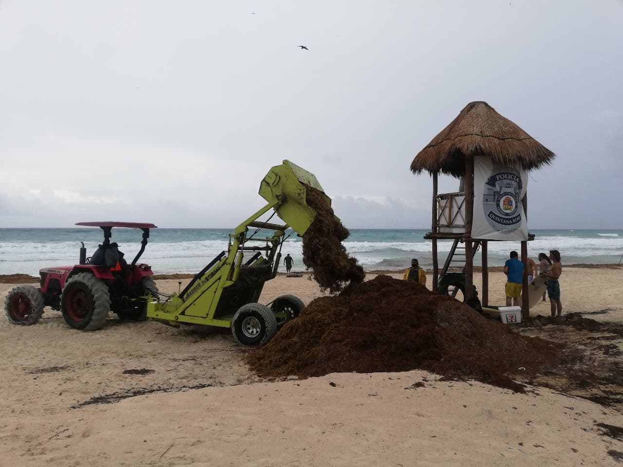Desplazan a empresarios de la limpieza del sargazo en Quintana Roo