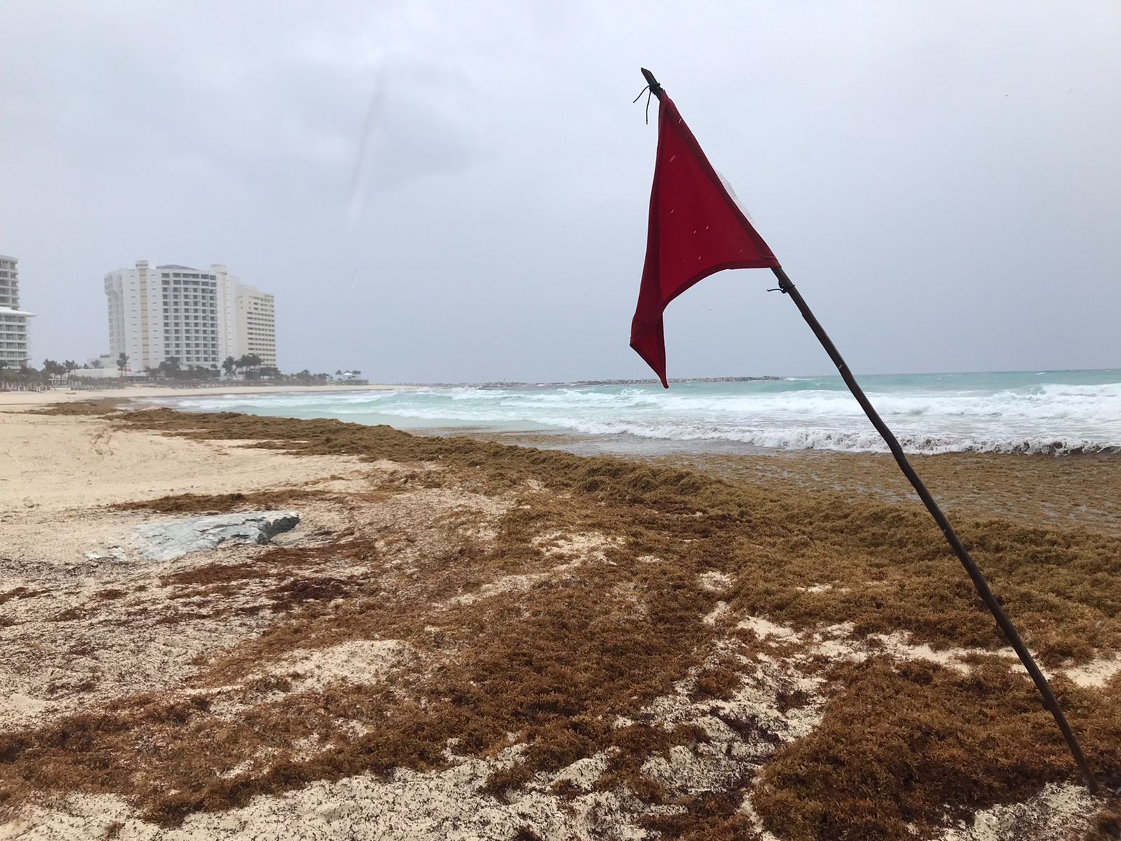 Así luce el sargazo en Playa Fórum en Cancún: VIDEO