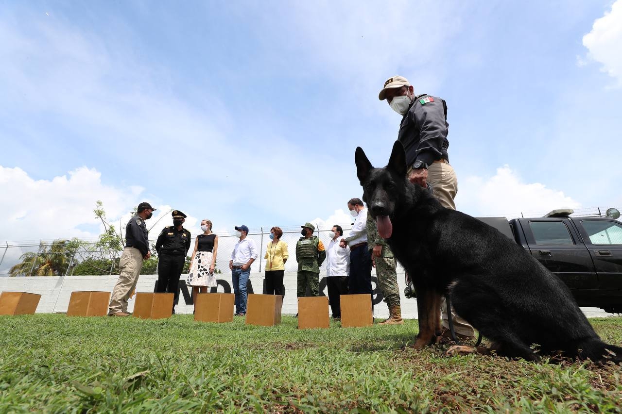 SSP Yucatán recibe a ‘Hocky’ y ‘Kadet’, caninos entrenados para detectar COVID-19