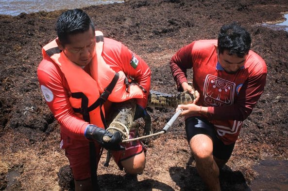 Rescatan a cocodrilo bebé 'perdido' entre el sargazo de Playa del Carmen