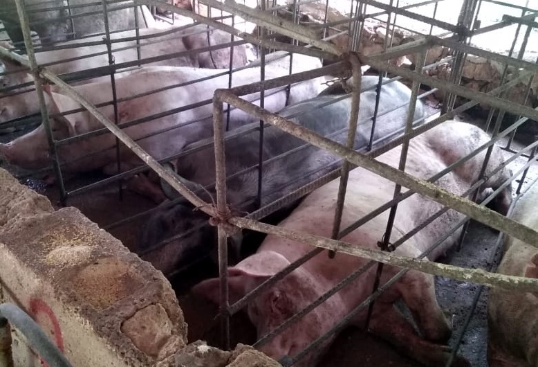 Yucatán: Organización Civil visibilizará el maltrato animal que se vive en las megagranjas de Kekén