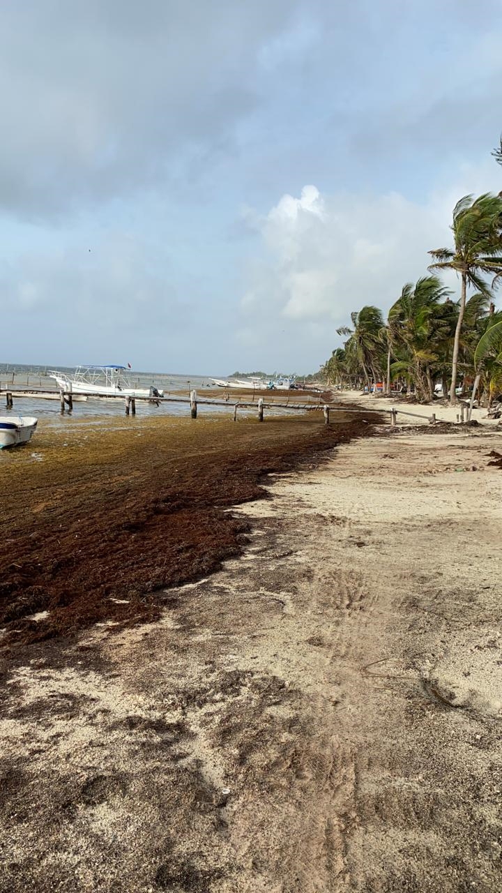Emprendedores encuentran usos para el sargazo en Quintana Roo