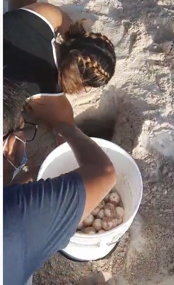 Rescatan 137 huevos de Tortuga Carey en Puerto Chuburná: VIDEO