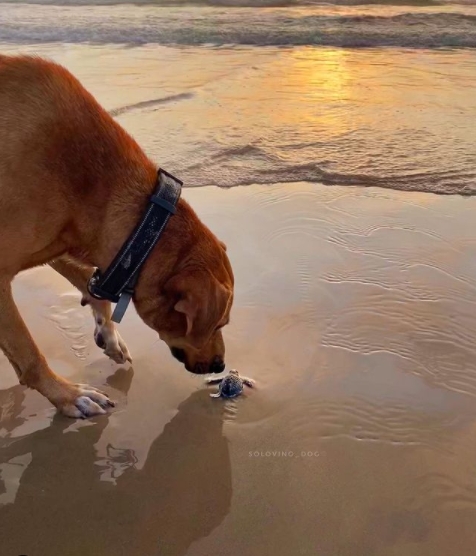 Este perrito se viralizó gracias a que tiene su propio perfil de Instagram donde comparte fotografías de sus actividades cotidianas