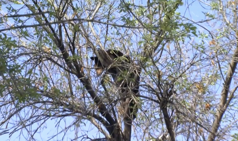 Oso queda atrapado en la cima de un árbol en Nuevo León