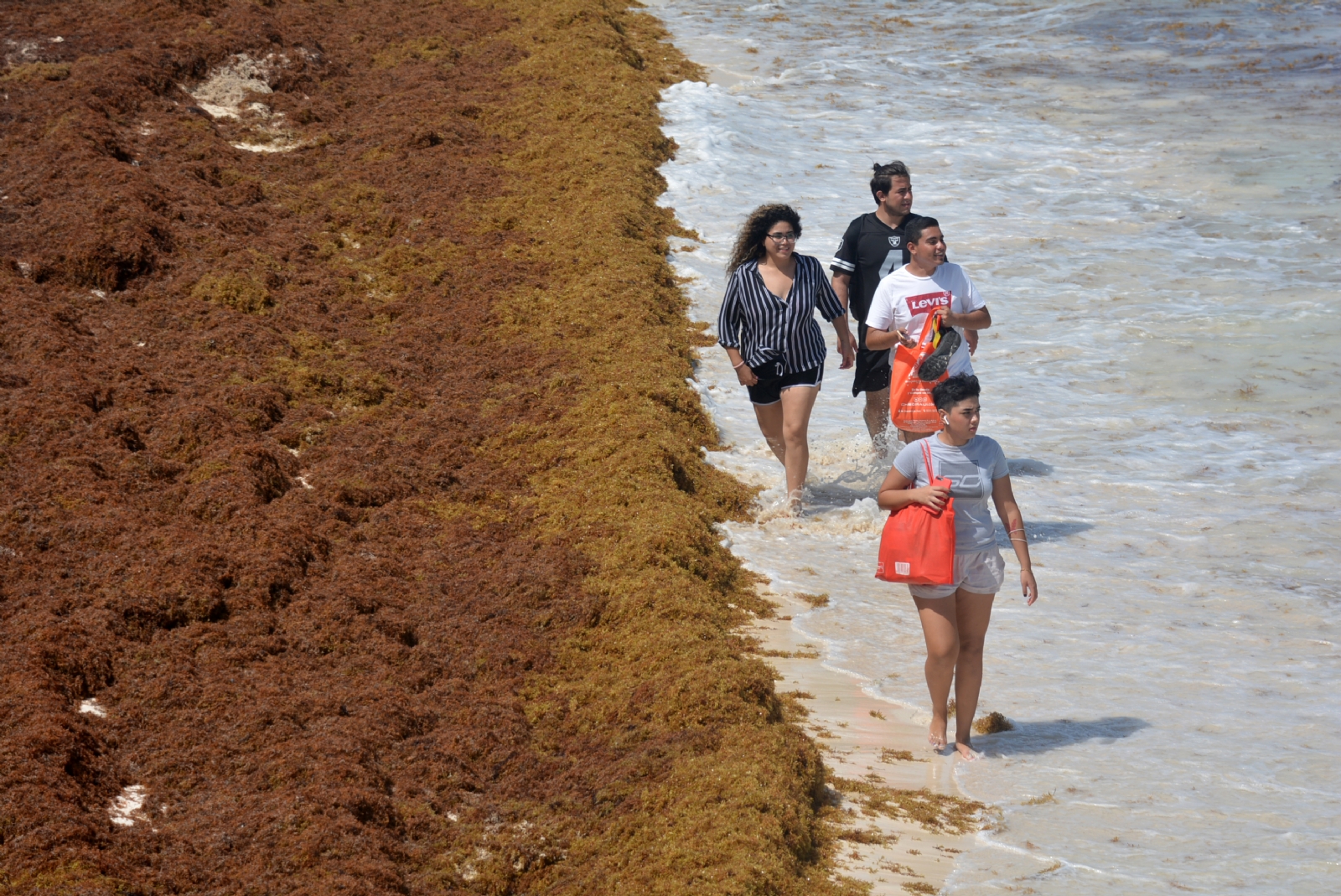 Playas de Costa Maya, Quintana Roo, en alerta roja por recale de sargazo