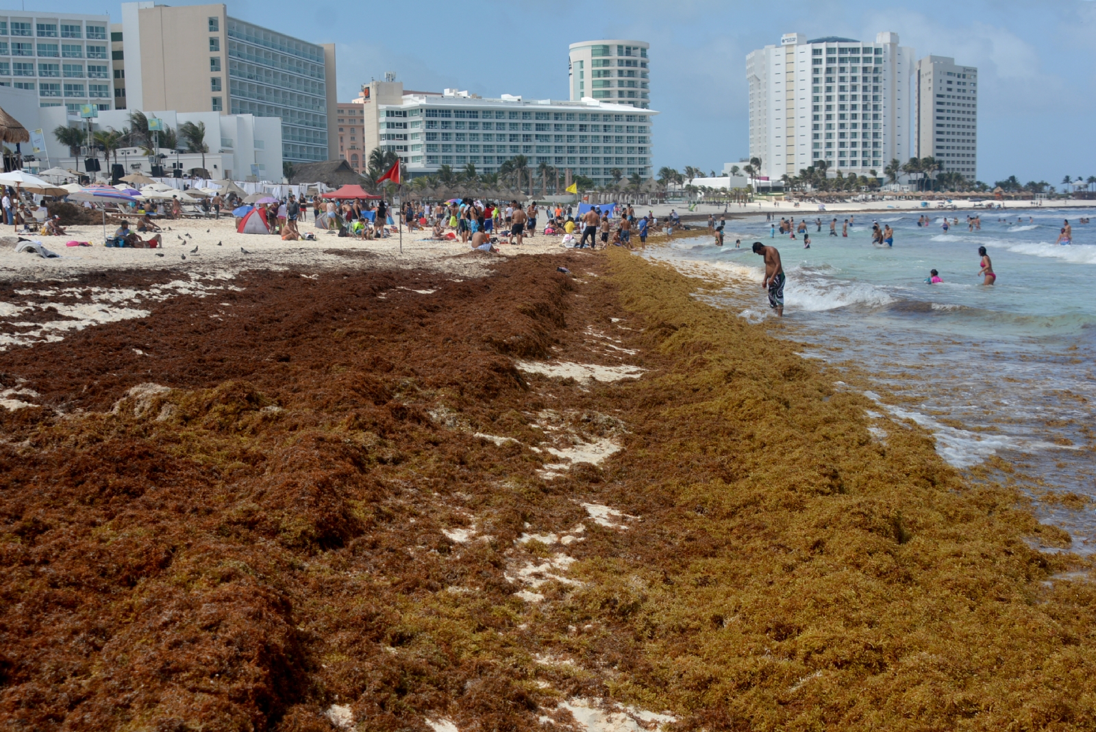Quintana Roo: Semar recoge más de 120 mil toneladas de sargazo en tres años