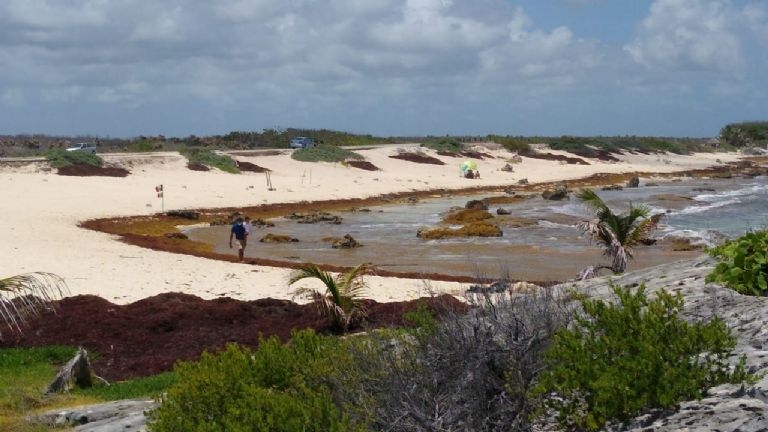El recale de sargazo se ha registrado de manera masiva en las costas de Quintana Roo en estas semanas