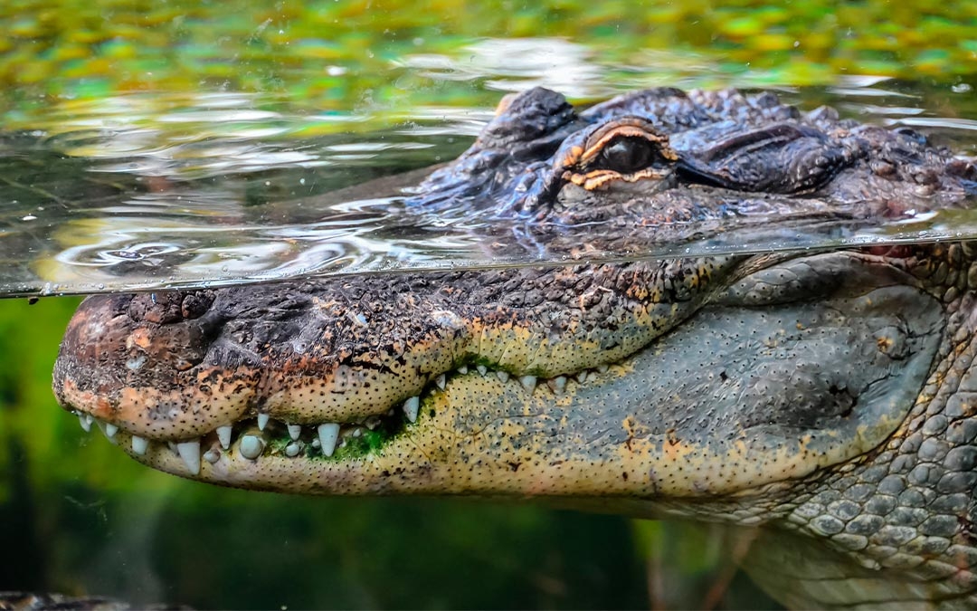 Conoce las especies de cocodrilos que habitan en Quintana Roo