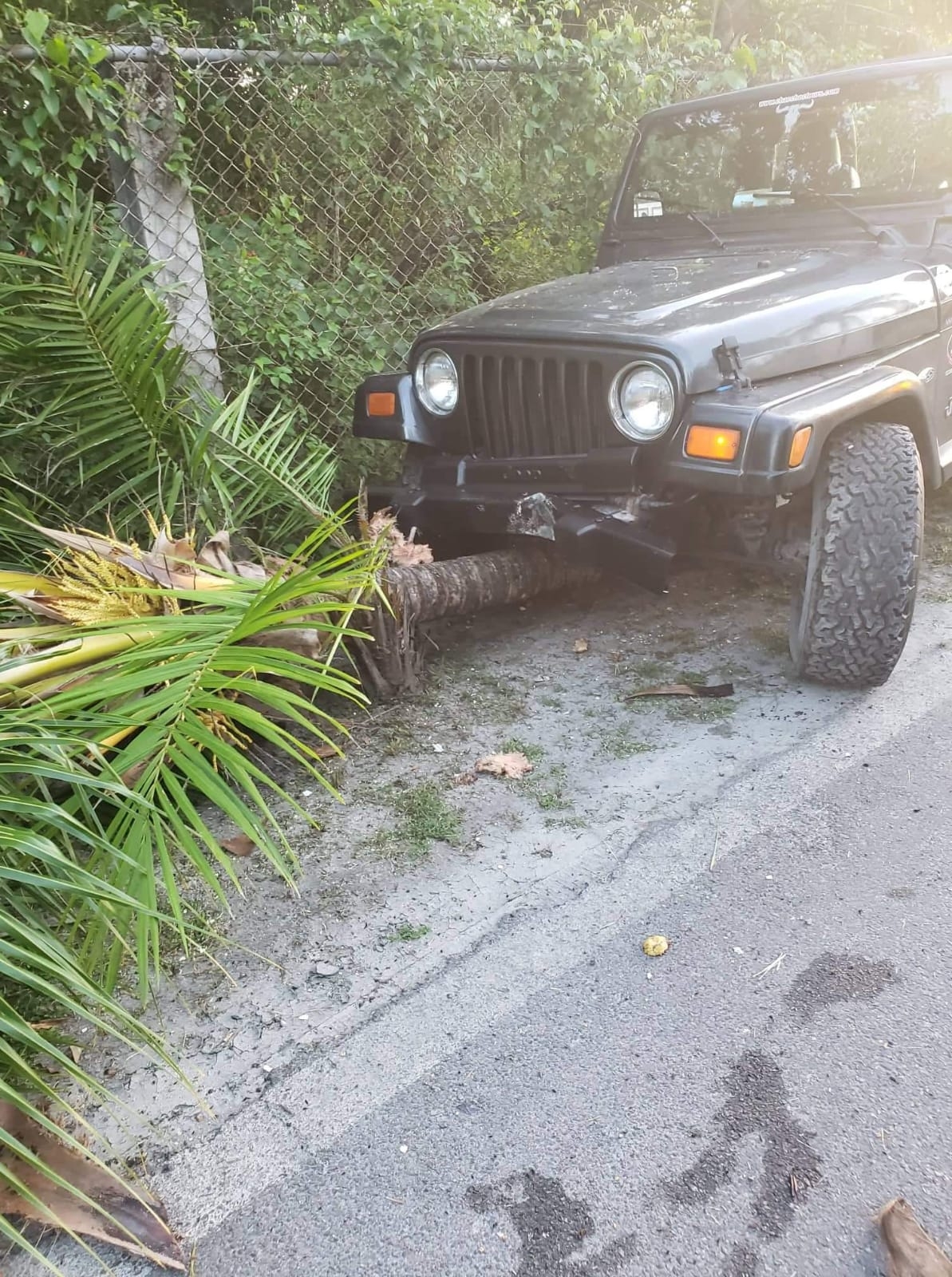 Turistas norteamericanas chocan contra palmera y salen de la carretera en Cozumel