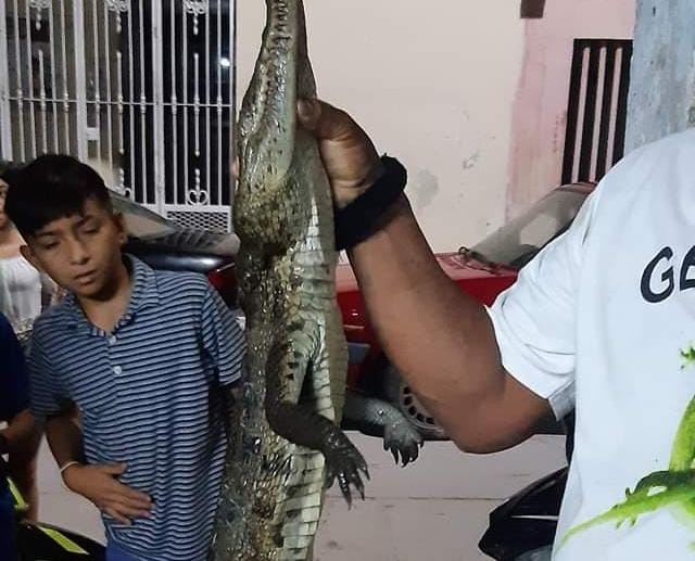 Vecino de Ciénega 2000 mata a un cocodrilo en Progreso