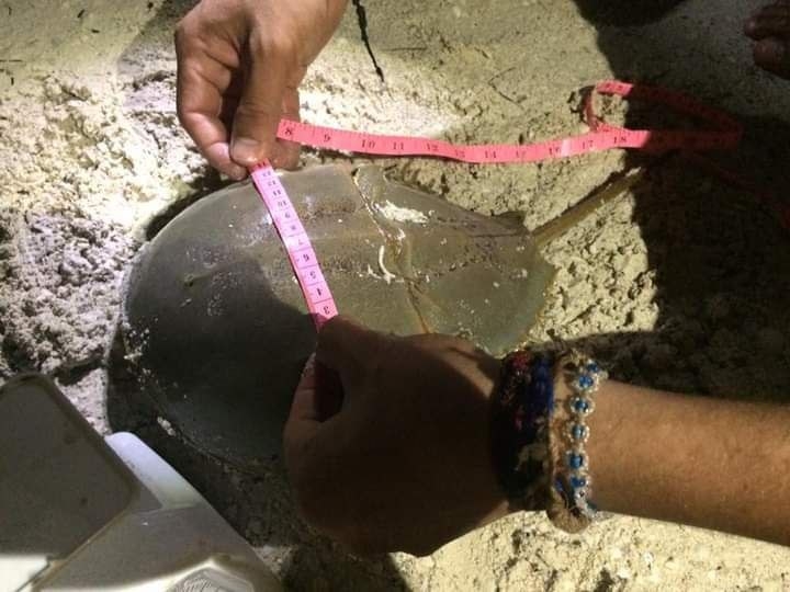 "Cacerolitas de mar", especie marina amenazada en la Península de Yucatán