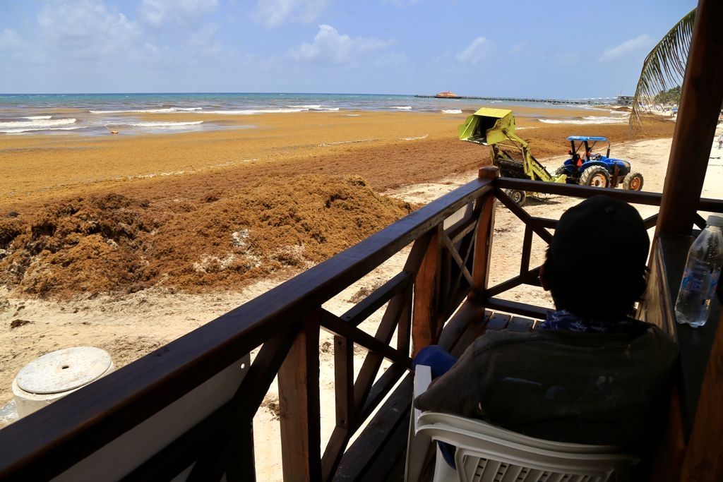 Sargazo pone en estado 'crítico' a Playa del Carmen