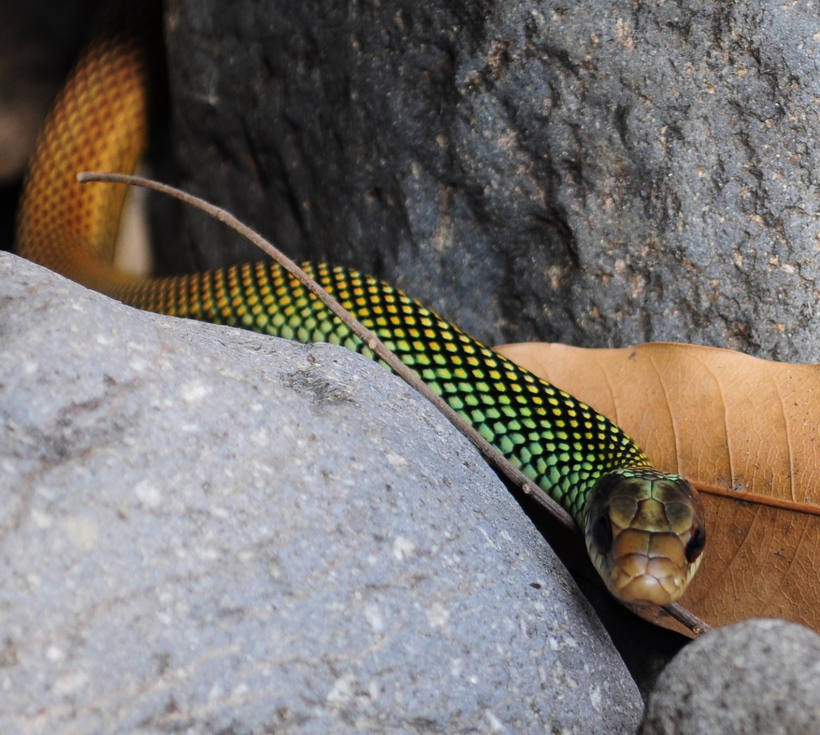 Estas son las serpientes más extrañas de Campeche
