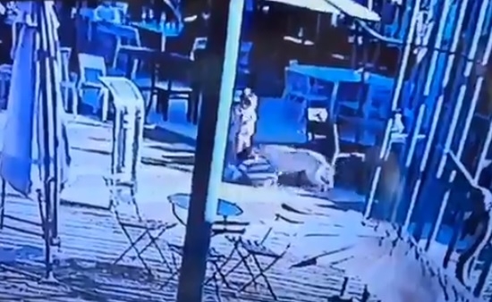 Padre mata a perro de una patada para salvar a su hijo en Argentina: VIDEO