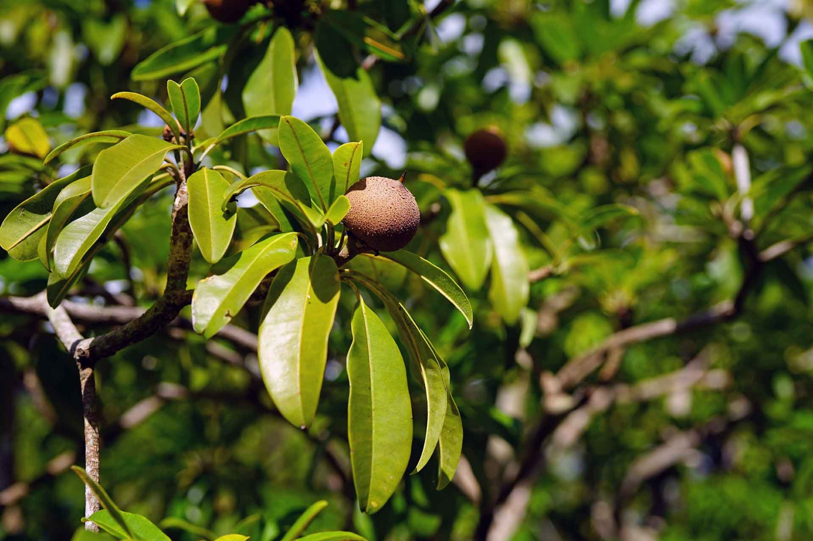 Hay varios árboles que se pueden plantar en el suelo de Yucatán