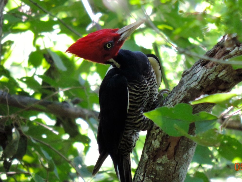 Cinco especies de aves que embellecen los cielos de Quintana Roo