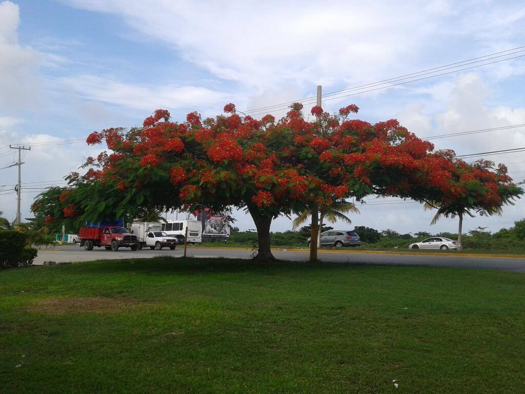 Flamboyán, un árbol de África en la Península de Yucatán