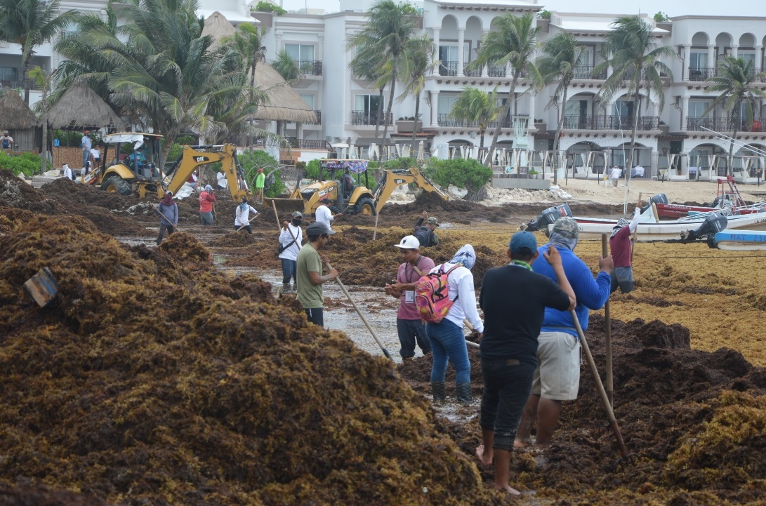 Pronostican arribo de 300 toneladas de sargazo en Cozumel y Playa del Carmen