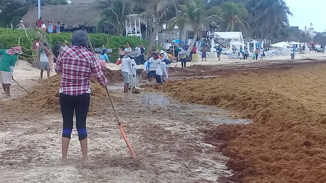 Sargazo 'destruye' luna de miel de abuelitos en Playa del Carmen