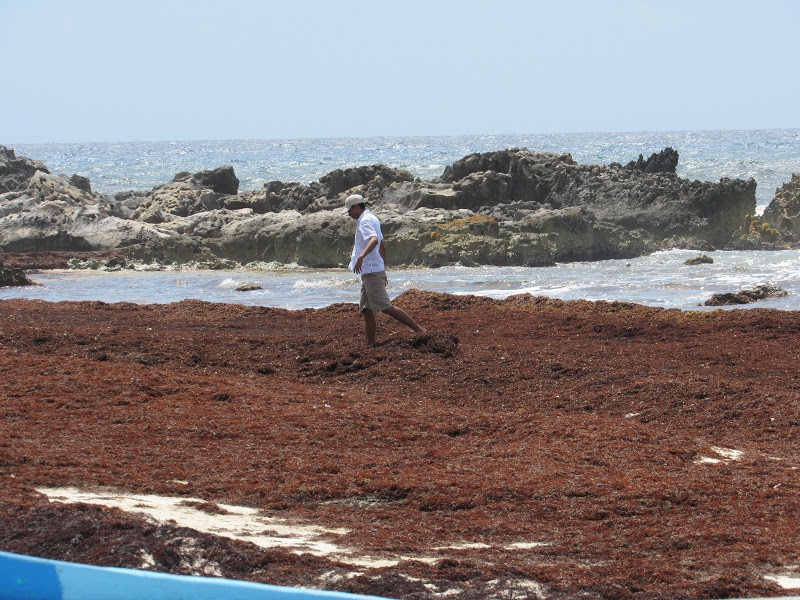 Sargazo en playas causa 'decepción' a turistas en Cozumel