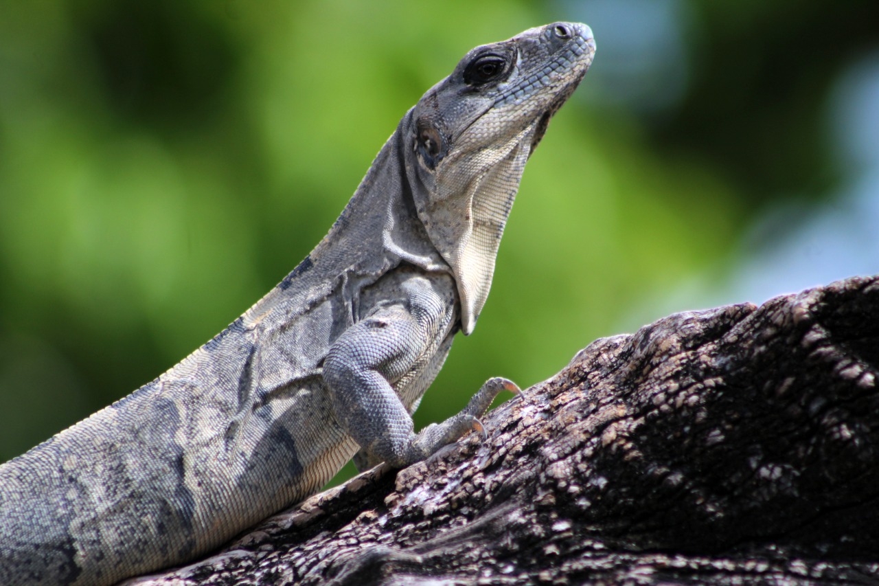 Iguana rayada, el animal que se parece a los dinosaurios en Quintana Roo
