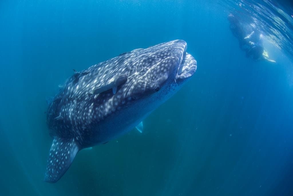 Tiburón ballena: Seis cosas que no sabías del pez más grande del mundo