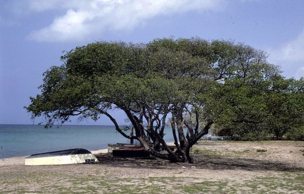 ¿Por qué el Manzanillo de Playa es llamado el 'árbol de la muerte'?