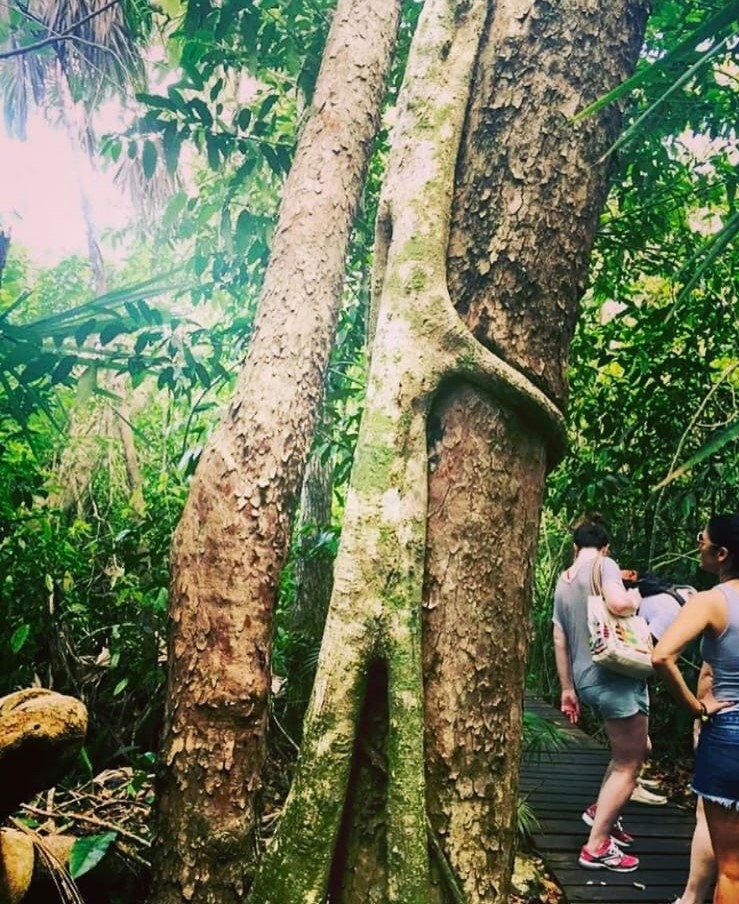 Descubre estos hermosos árboles en Quintana Roo
