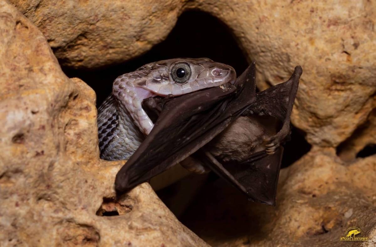 Conoce la asombrosa 'cueva de las serpientes colgantes' en Quintana Roo