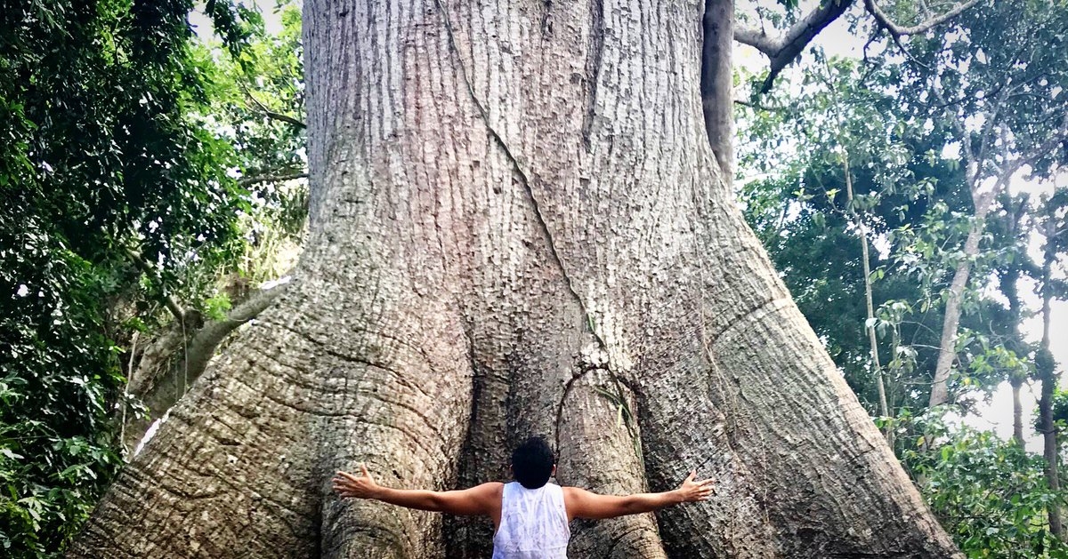 Conoce al 'Gigante de Solferino', un árbol milenario en Quintana Roo