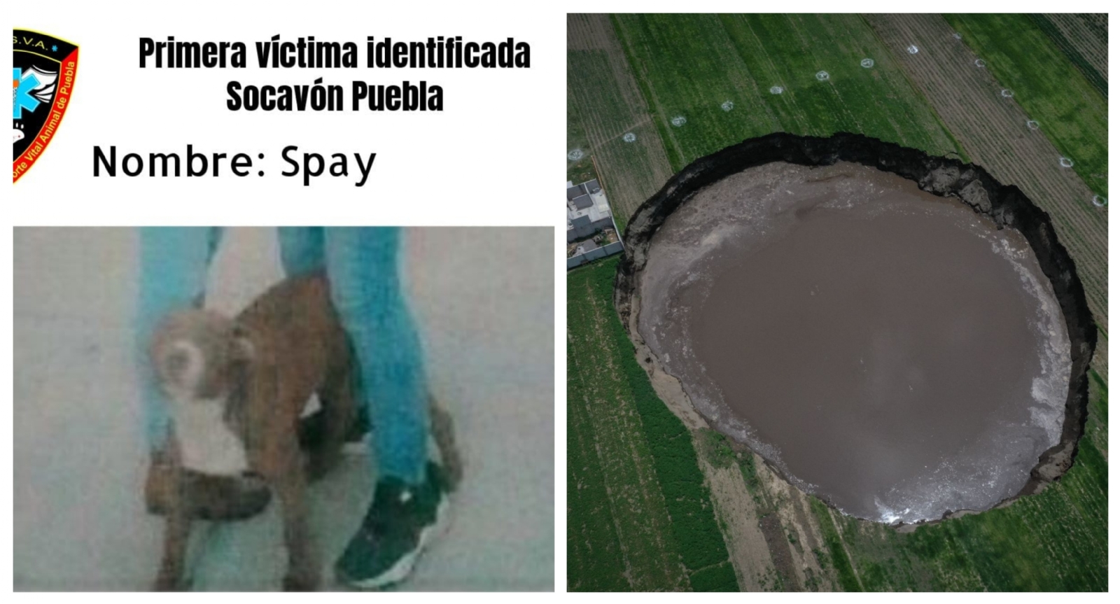 Perro pitbull cae en socavón gigante de Puebla