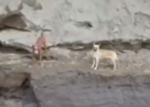 Perritos que cayeron al socavón gigante de Puebla siguen con vida, dron los graba: VIDEO