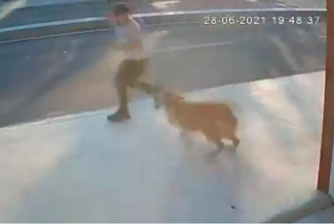 Perro causa accidente que casi quita la vida a un hombre: VIDEO