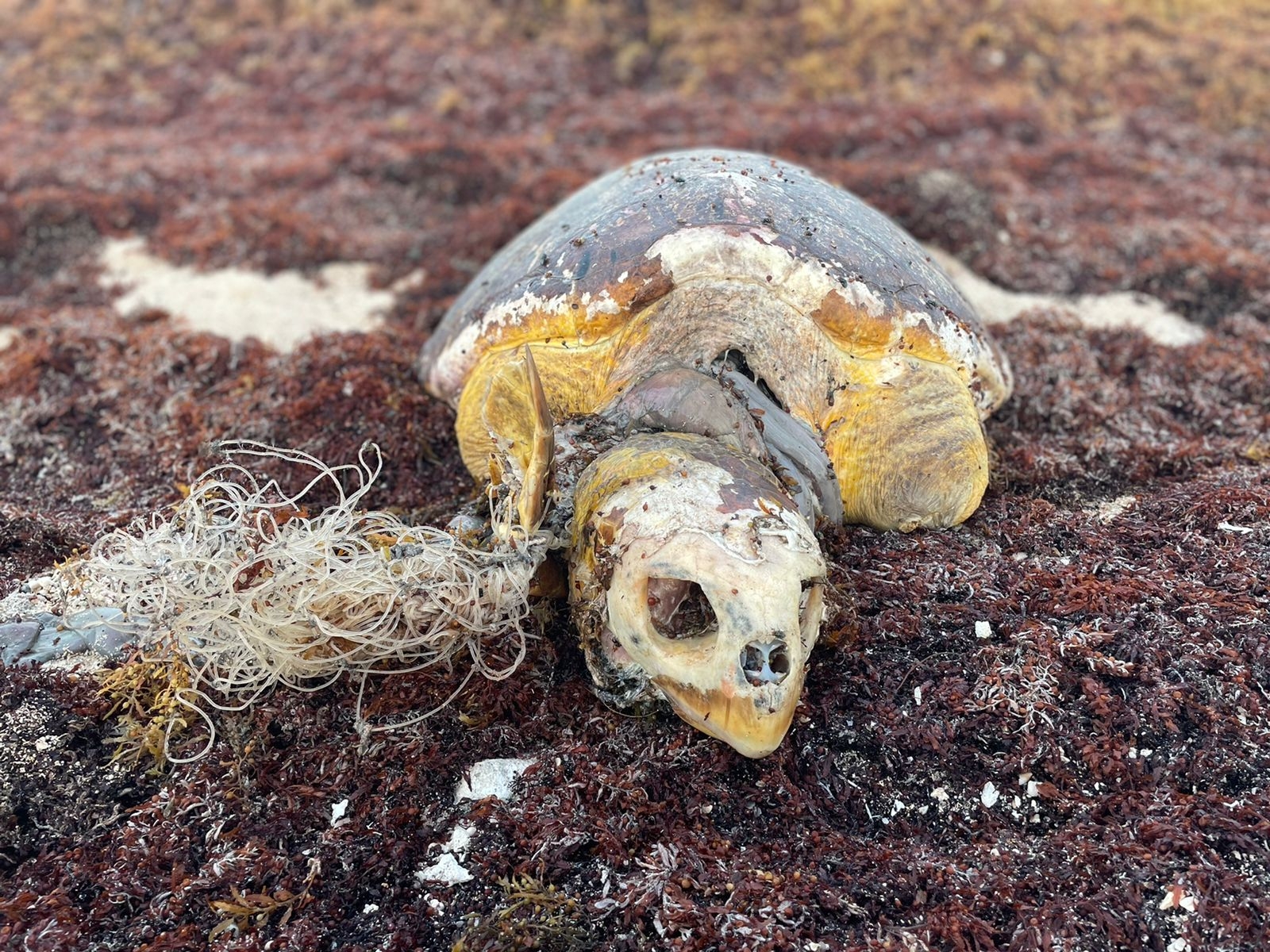Redes de pesca, peligro mortal para las tortugas marinas en Mahahual