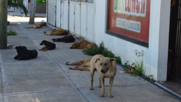 Torturan a perro en Tizimín, Yucatán; le sacan los ojos
