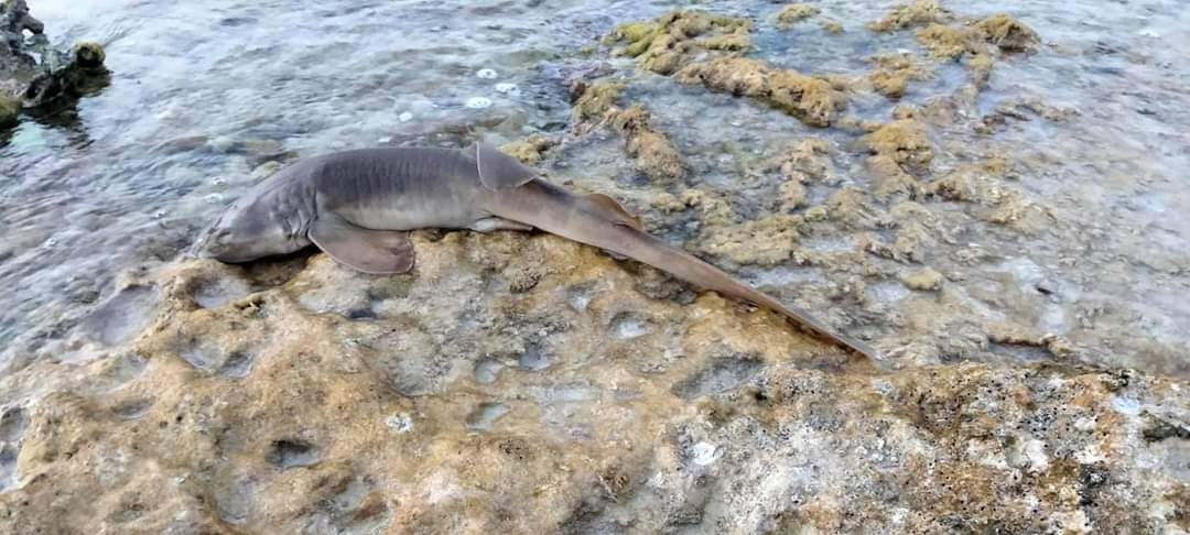Denuncian en redes especie de tiburón gato arponeado en playas de Cozumel
