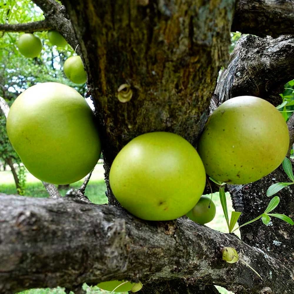Las jícaras son producto del árbol de la especie Crescentia como medicina natural y para fabricar recipientes