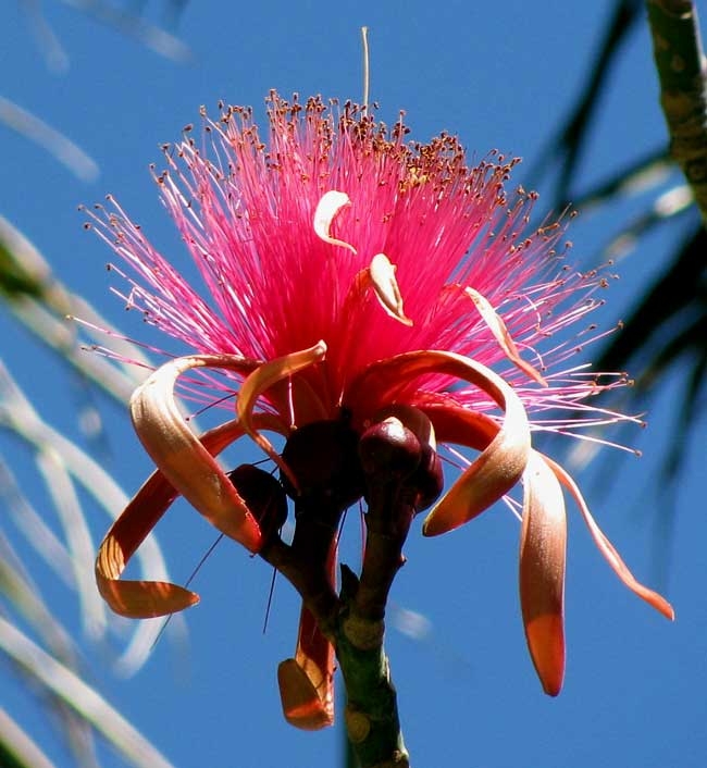 Amapola: El árbol de usos medicinales en Quintana Roo