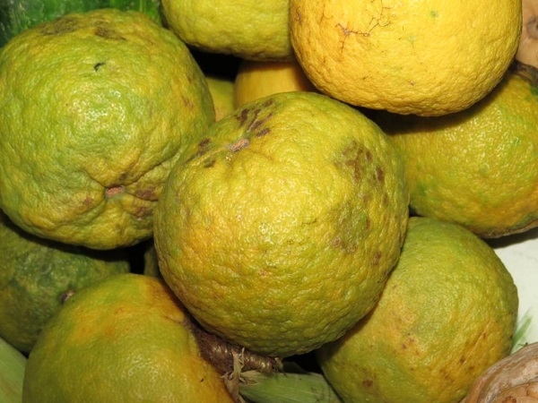 ¿Cuáles son las frutas de temporada en Yucatán durante el mes de septiembre?