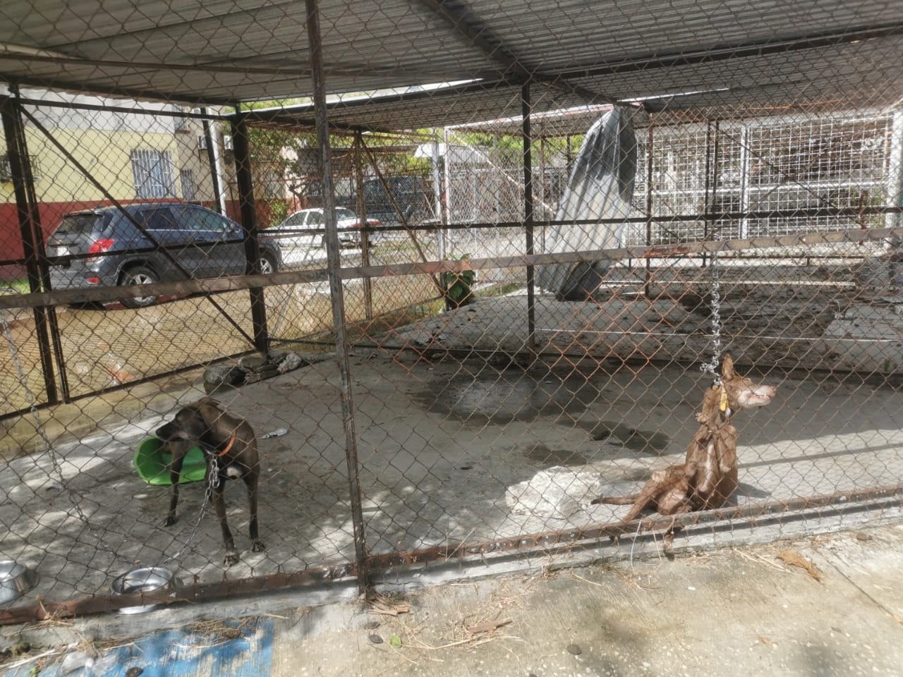 Perro se estrangula en Ciudad del Carmen; dueños lo dejaron encadenado por irse de viaje