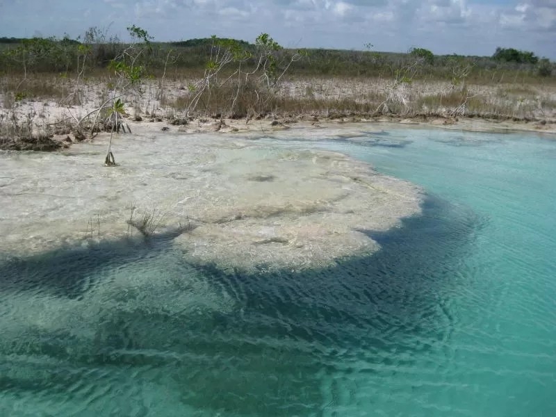 Día Nacional de los Estromatolitos: Mitos y realidades sobre estas formaciones en Bacalar
