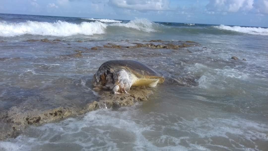 Tiburones 'se dan festín' con una tortuga en Playa Mezcalitos de Cozumel