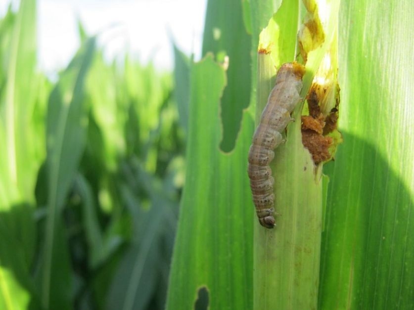 Plaga del gusano cogollero afecta a 2 mil hectáreas de maíz en Chetumal